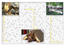 Korsordsposter katter